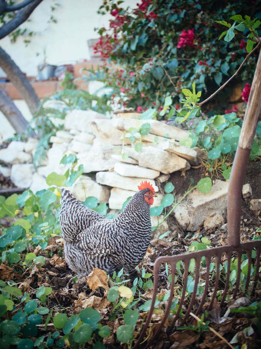 Kimora pecking and scratching through the mulch