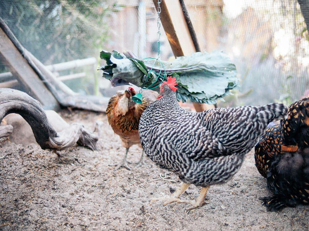 Kimora and her sisters with a cabbage pinata