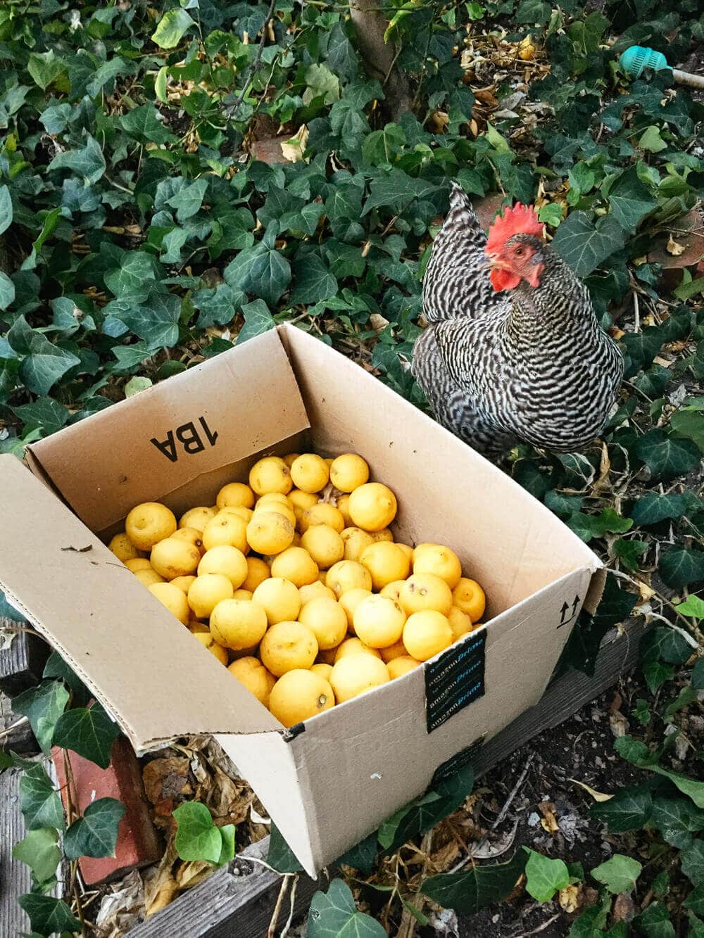 Kimora with our lemon harvest