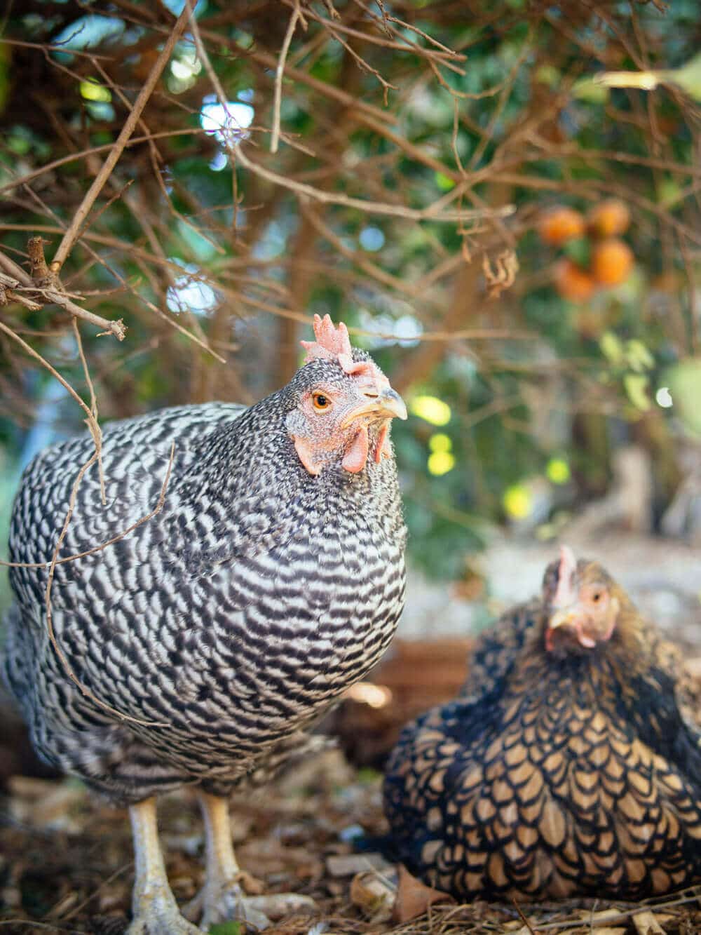 Our beautiful Barred Rock, Kimora