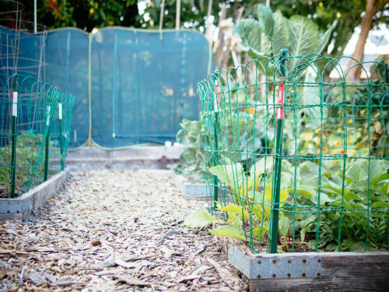 My favorite fences to keep out critters, caterpillars, and birds (no DIY needed)