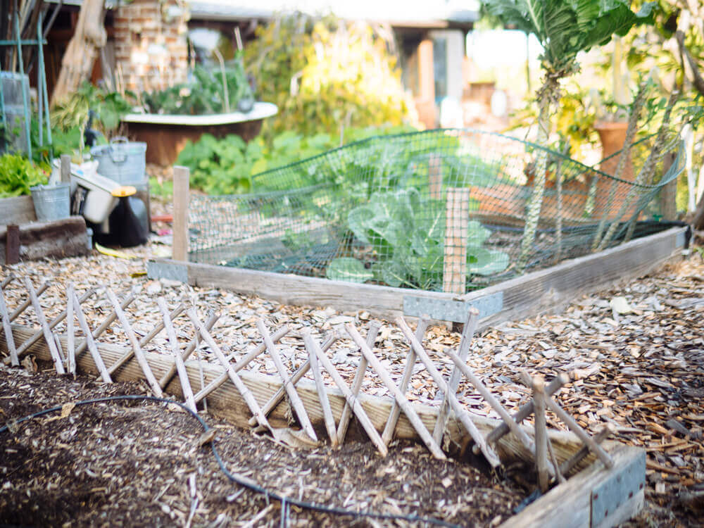 Old fencing on my raised beds