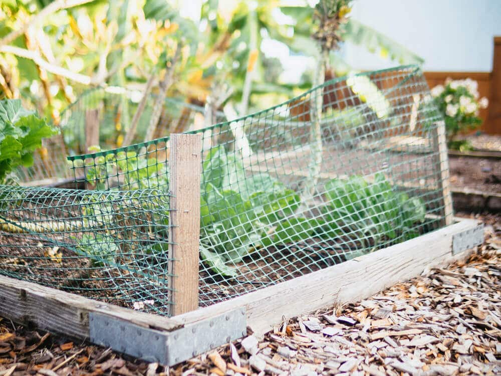 Fencing ripped apart by a raccoon