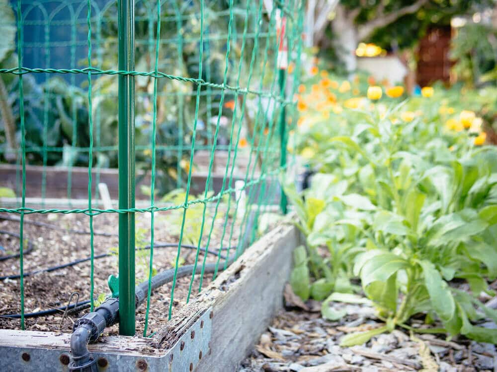 Wire border fence blends in with plants