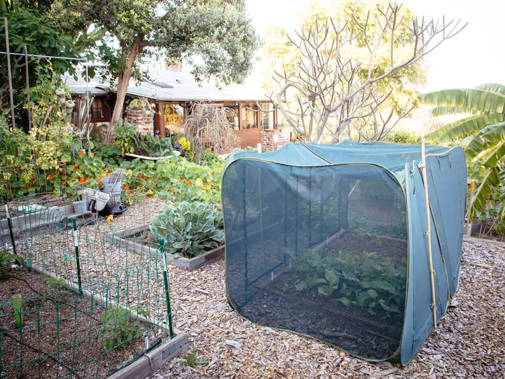 Mesh pest control pop-up
