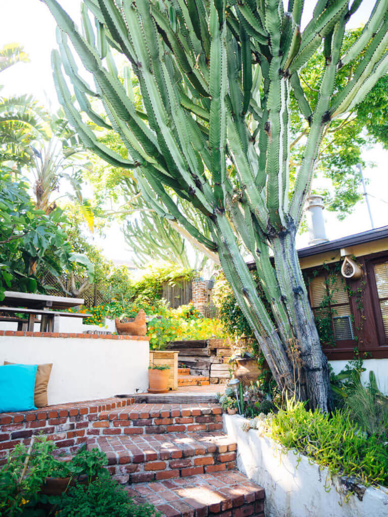 My suburban farmlette in the South Bay