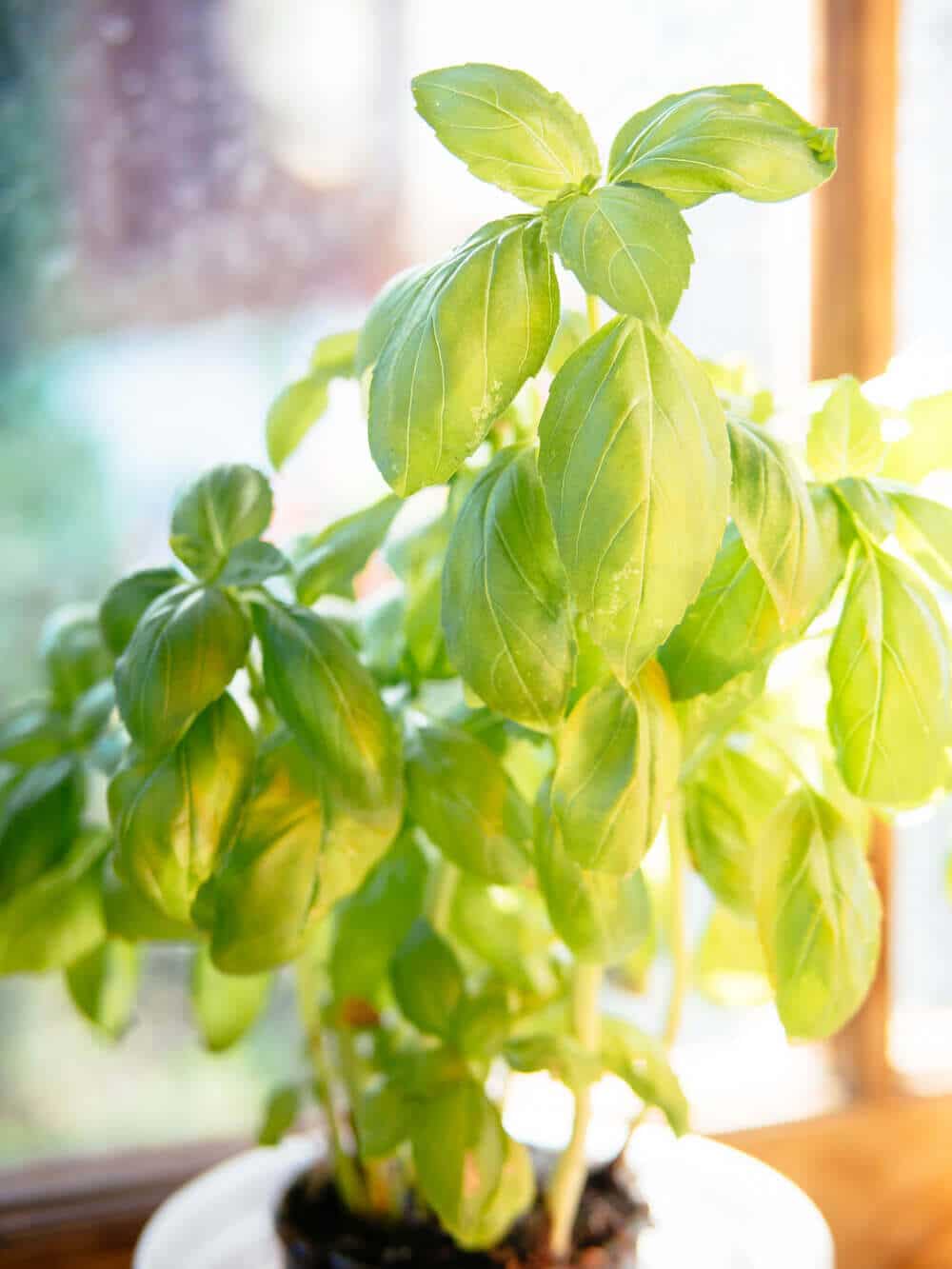 Supermarket basil in a tiny pot