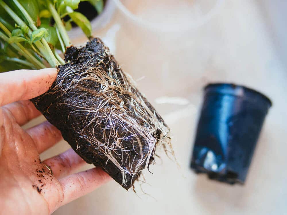 Rootbound basil plant