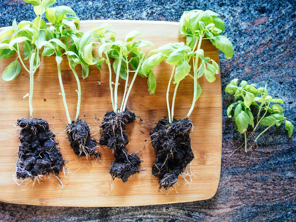Remove the tiny seedlings from your divisions
