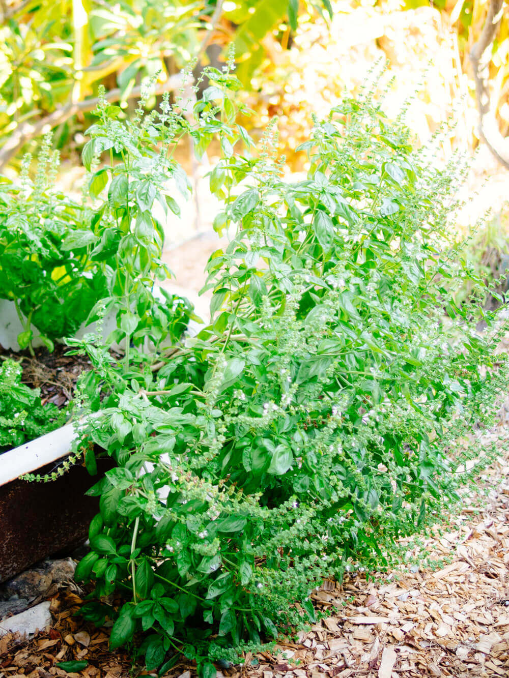 A mature basil plant started from a supermarket "living herb"