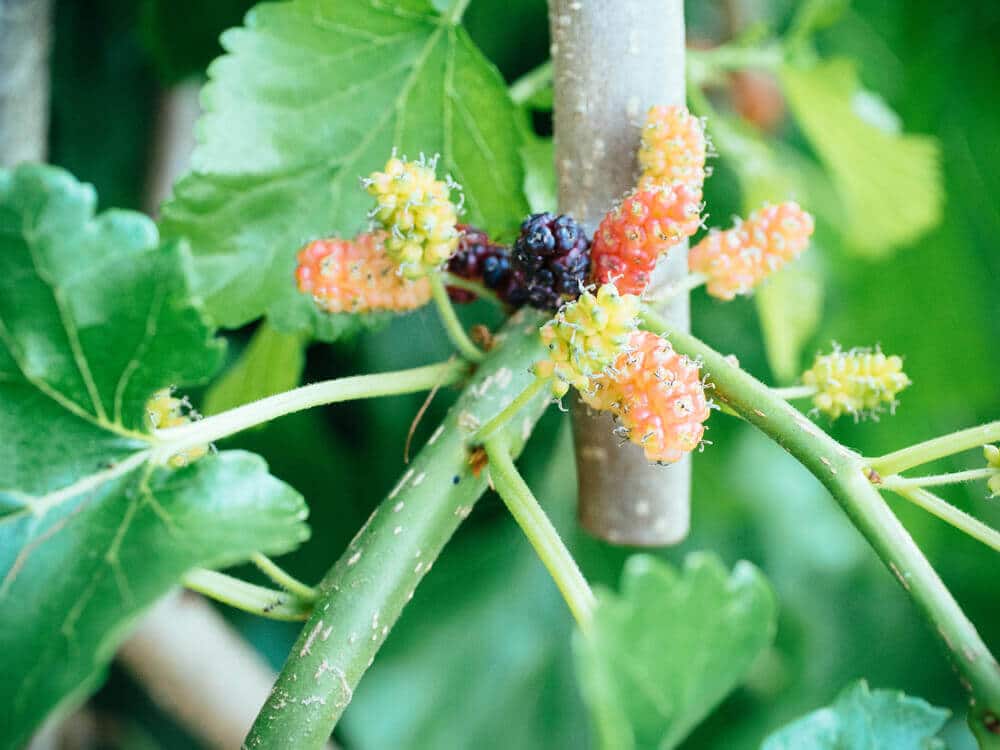 Mulberries