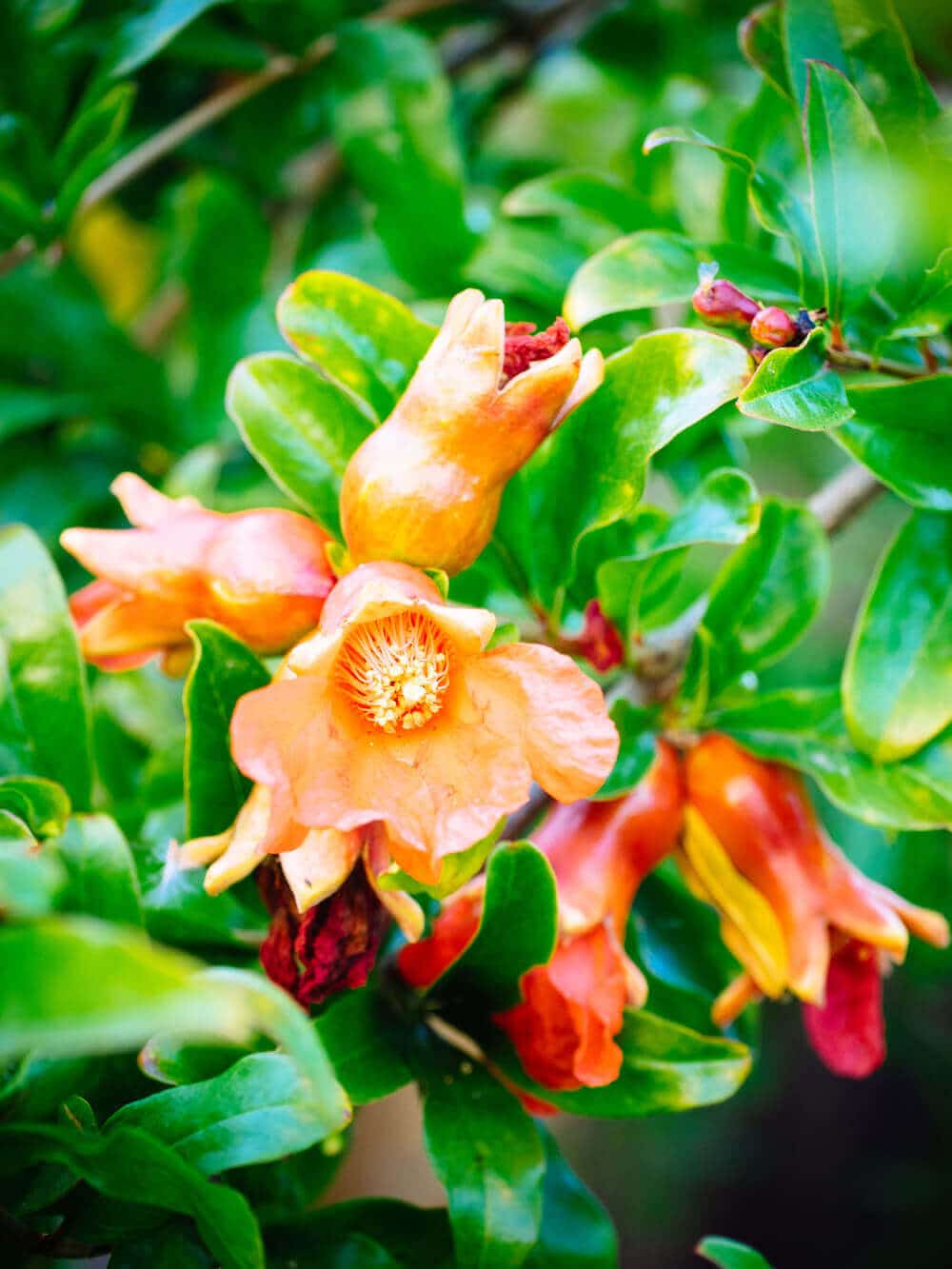 Pomegranate flowers