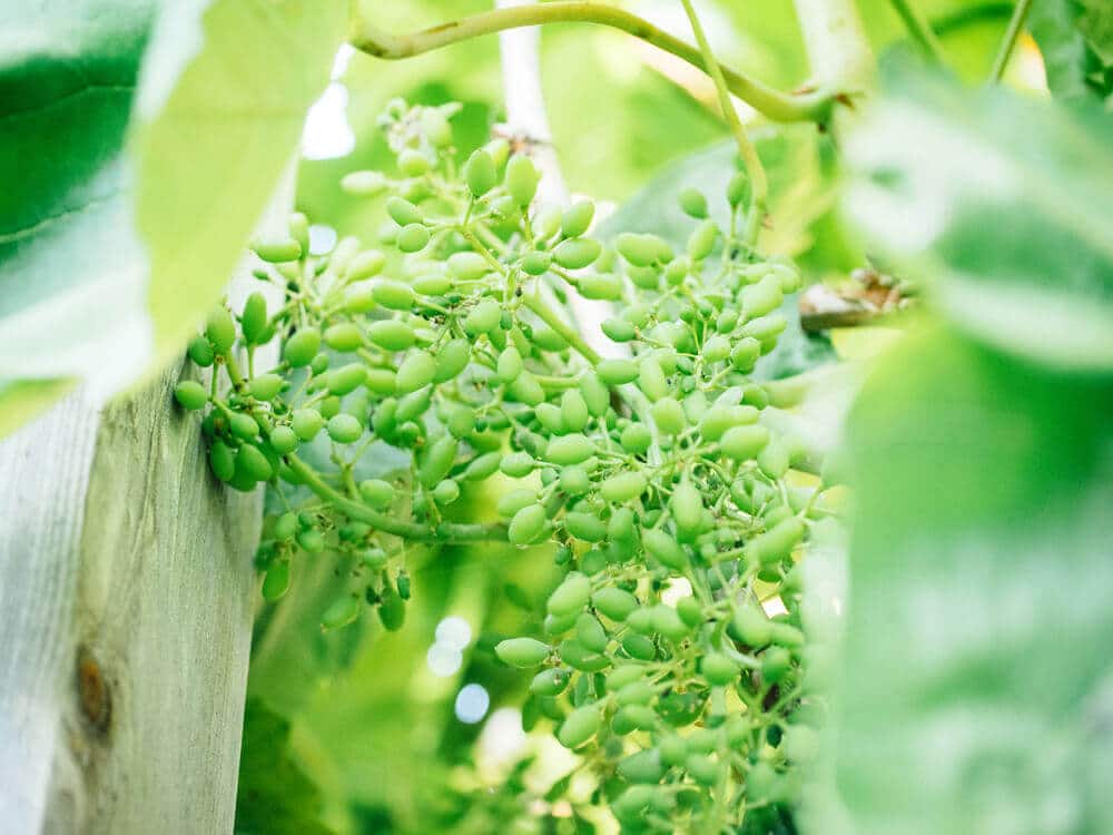 Young grapes
