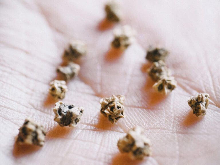 Why do multiple seedlings sprout from a beet seed?