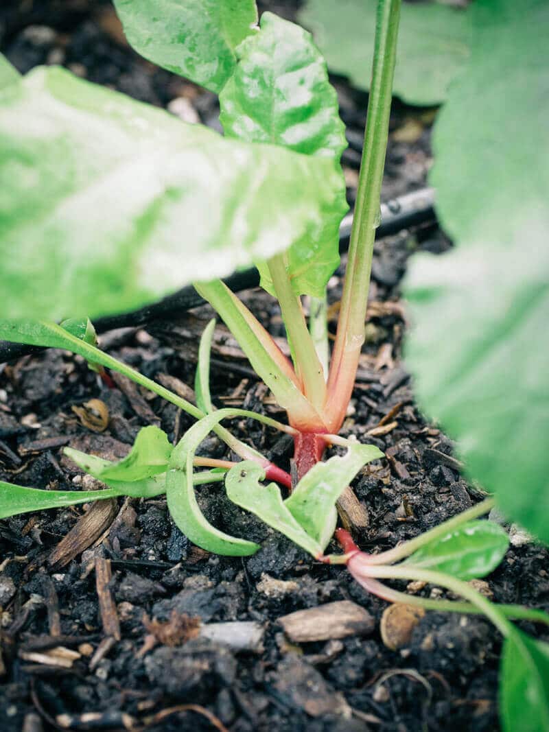 Beet seedlings