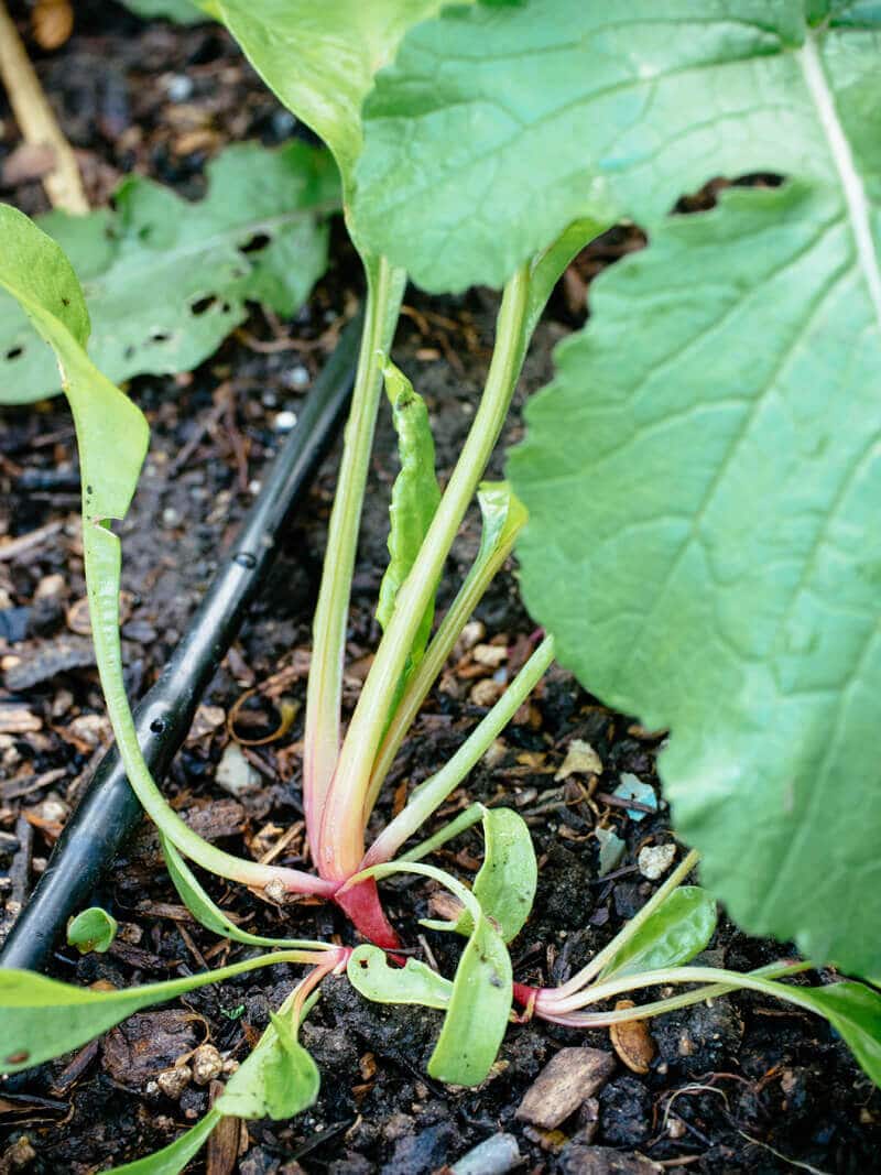 Multiple seedlings germinating from a beet seed