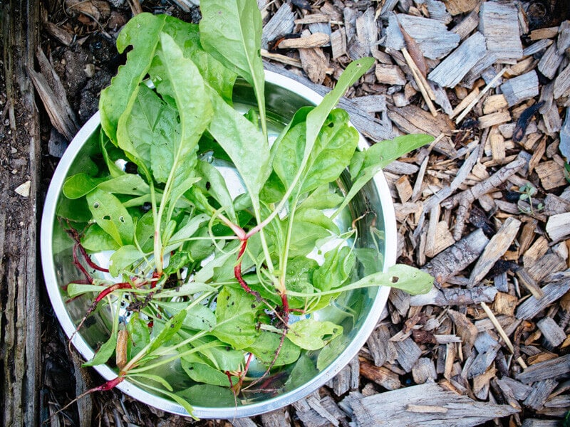 Beet thinnings