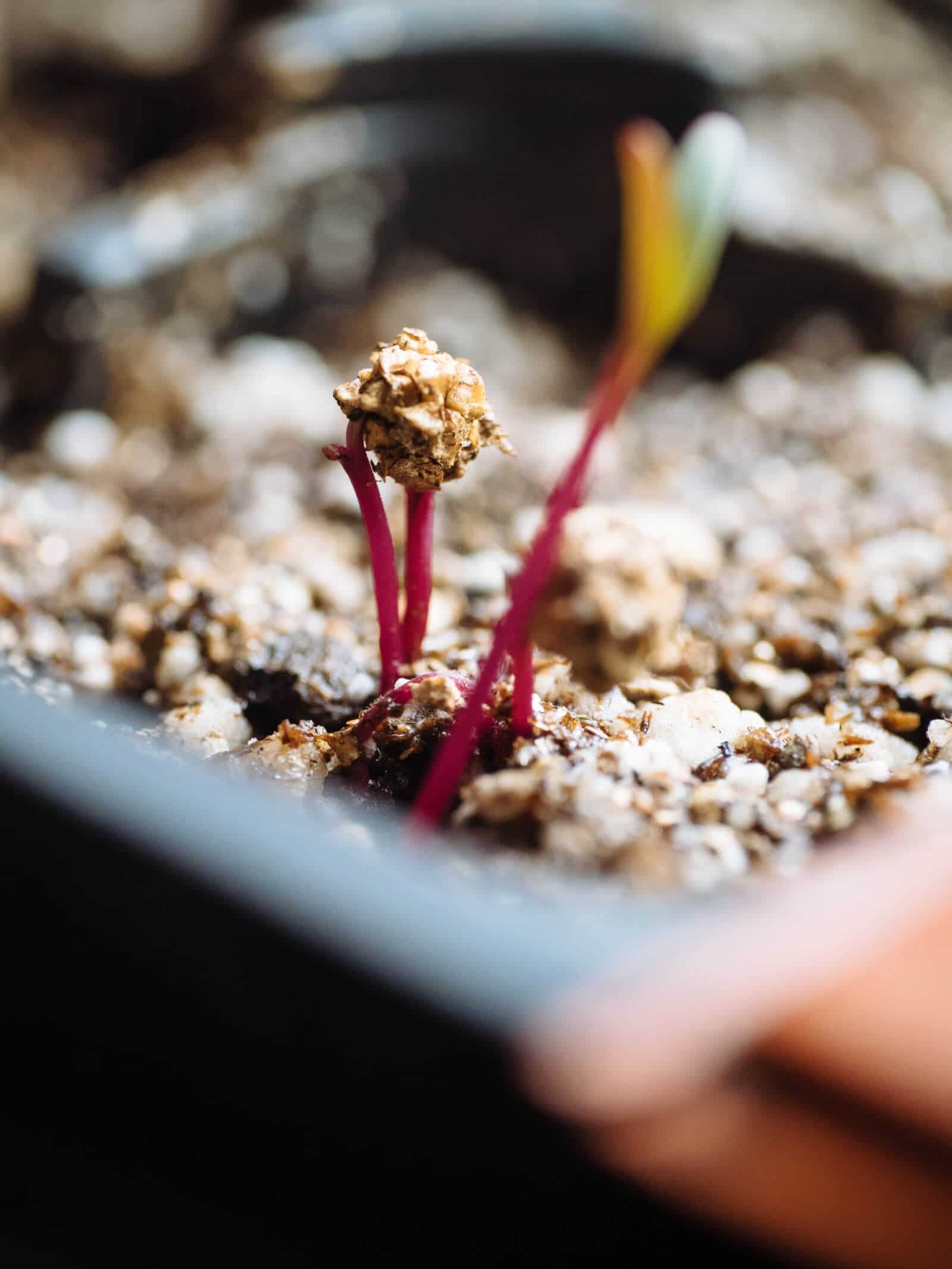 Beet seeds are multigerm seeds