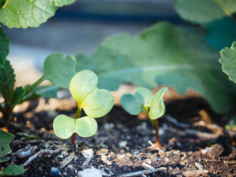Gardening quick tip: eat those thinnings