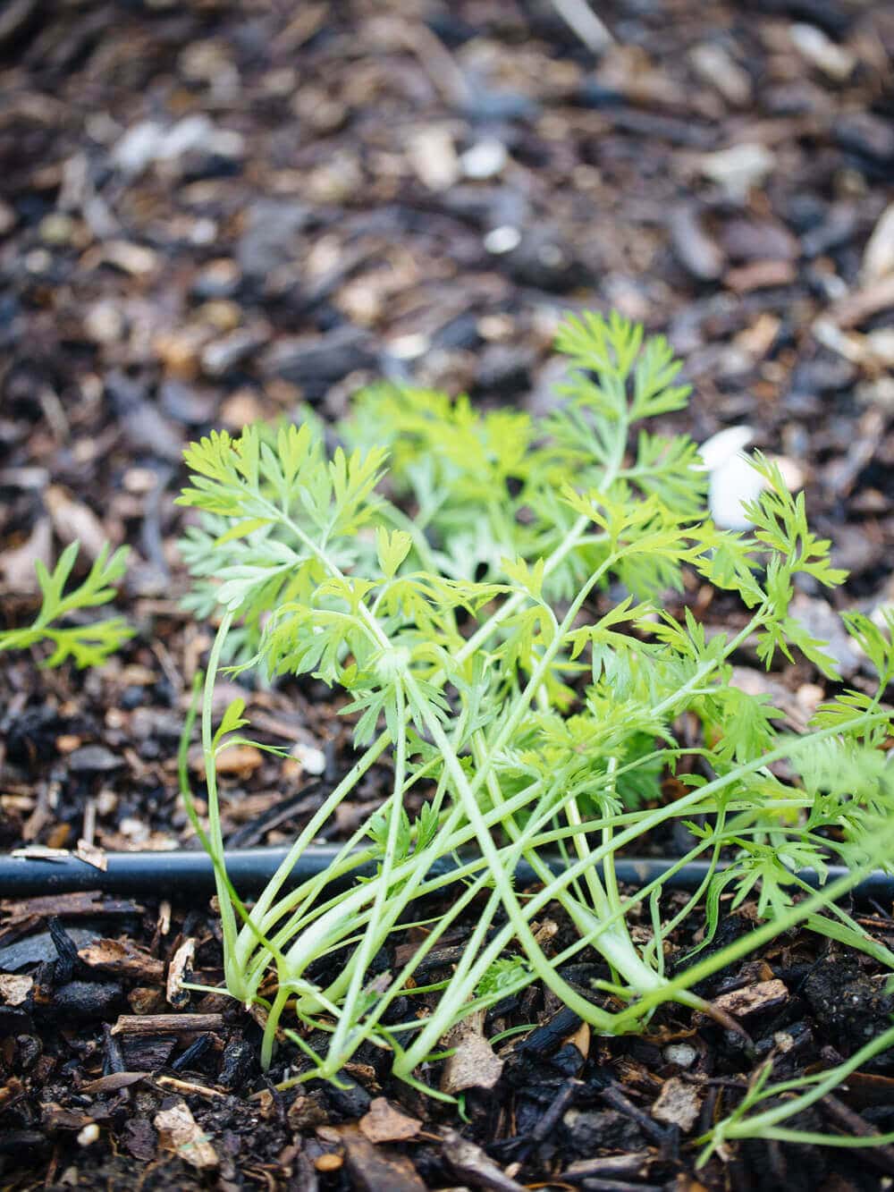Carrot seedlings