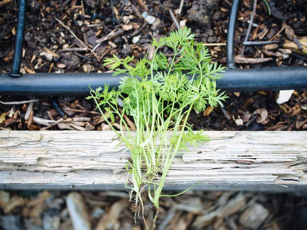 Carrot thinnings