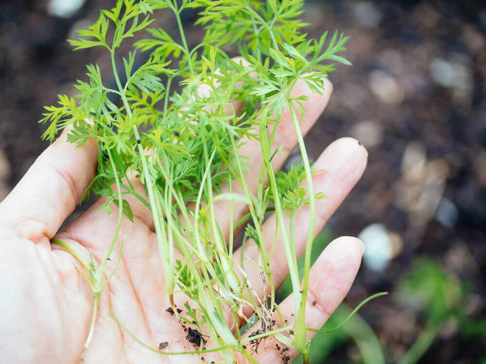 Carrot microgreens