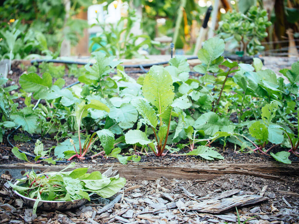 Beets and turnips in the garden