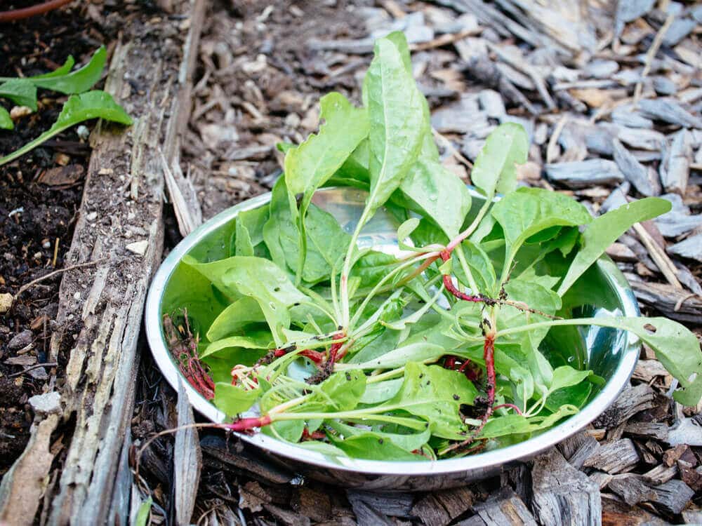 Beet plant thinnings