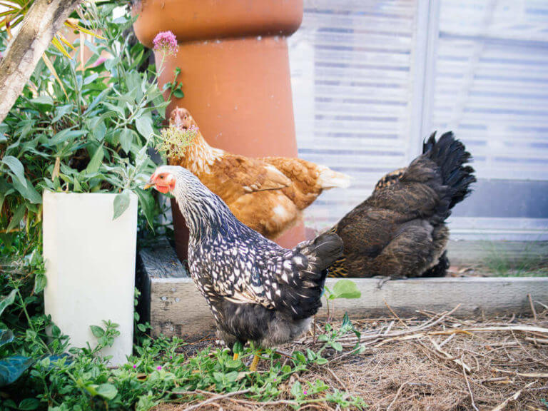 The flock has grown! Meet the new girls