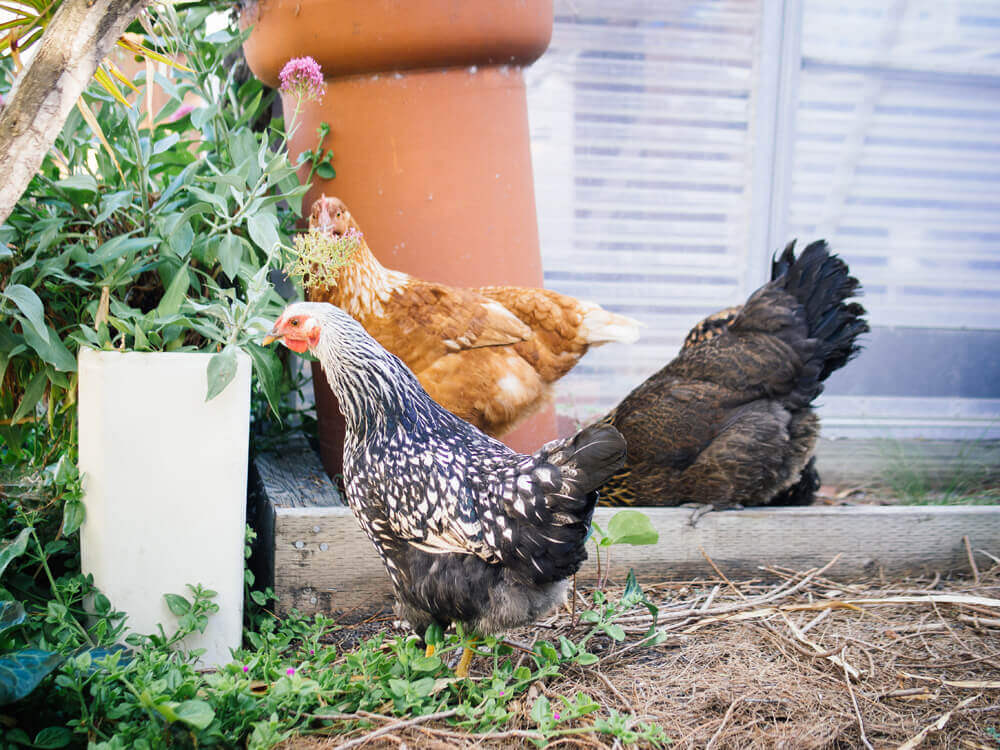 The flock has grown! Meet the new girls
