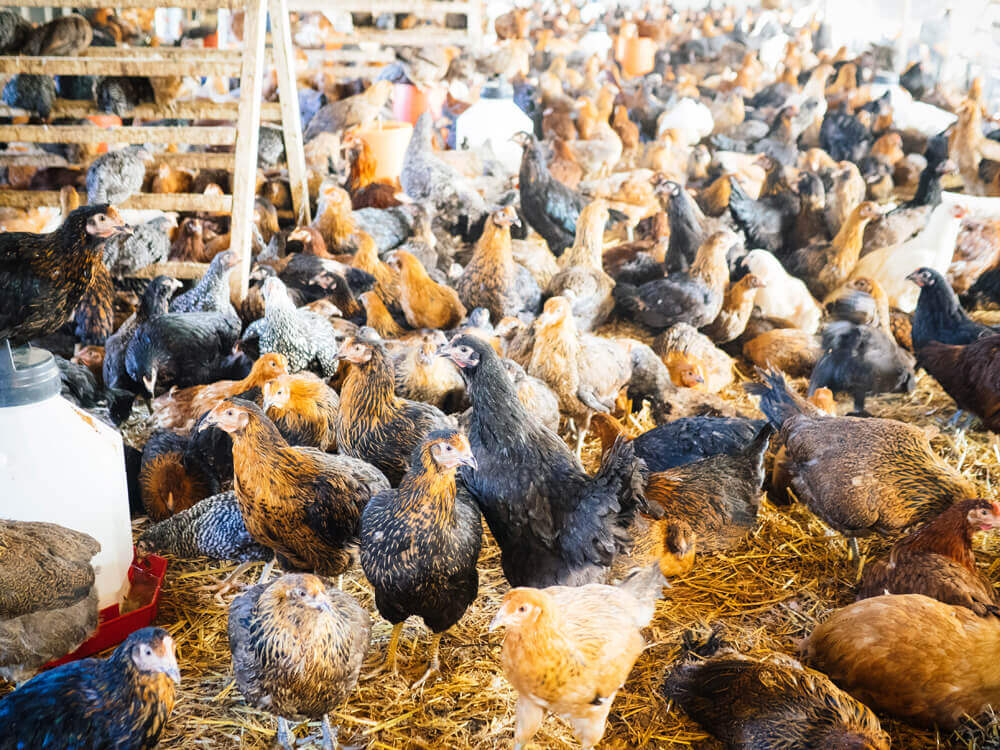 Pullets of all sizes, colors, and breeds