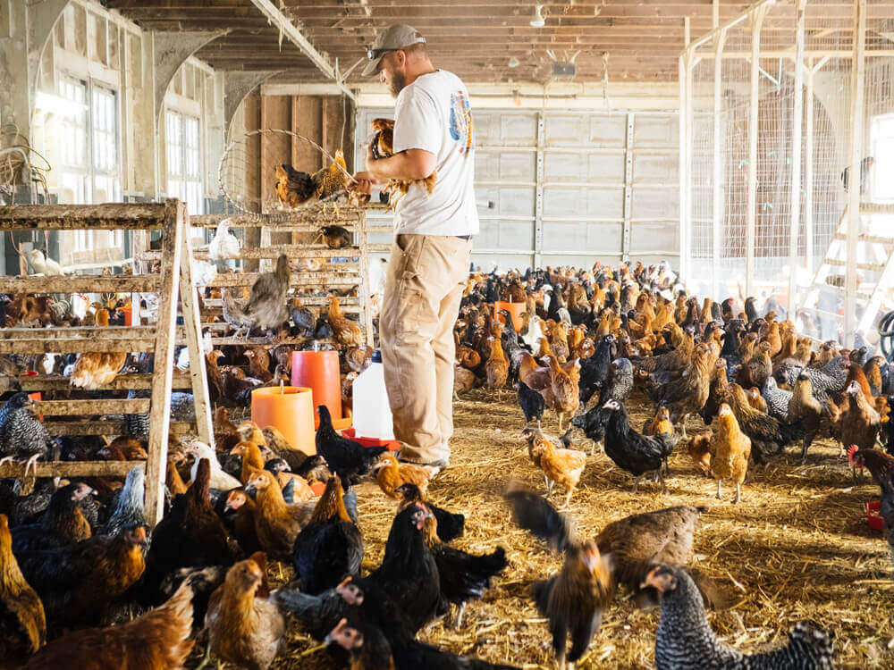 Choosing our new flock members