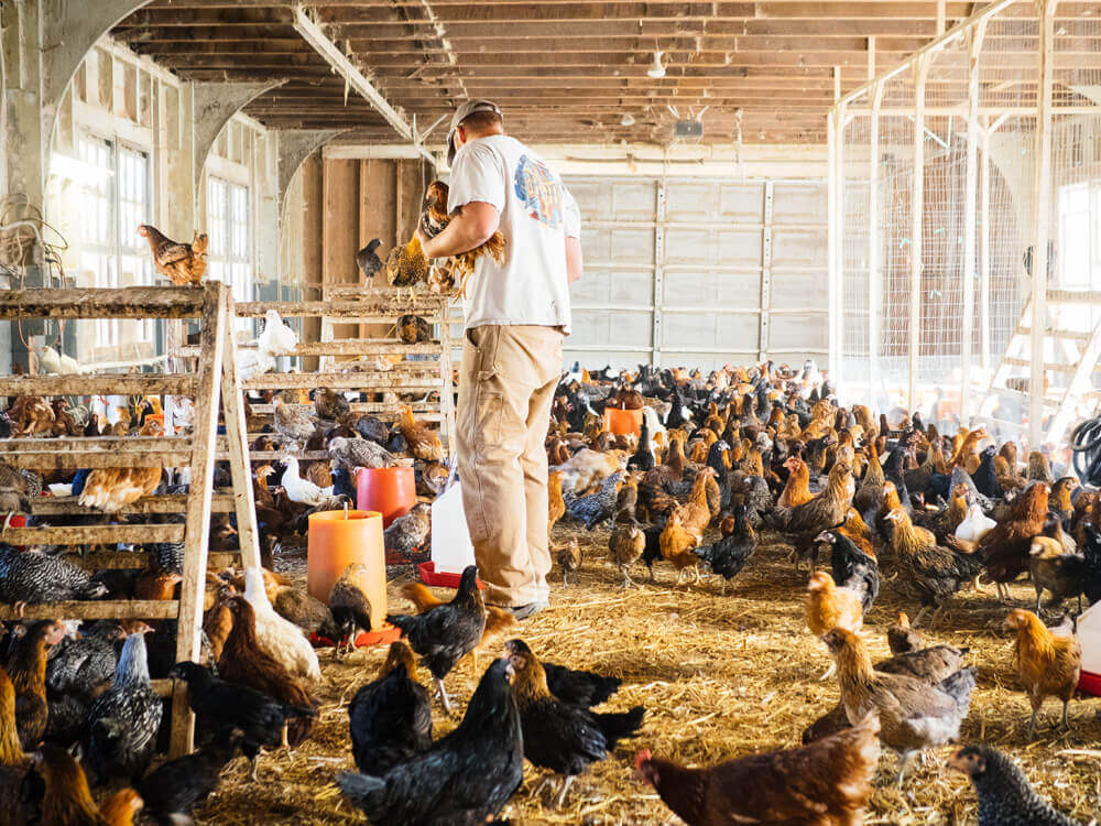 Bringing our new chickens home from the farm