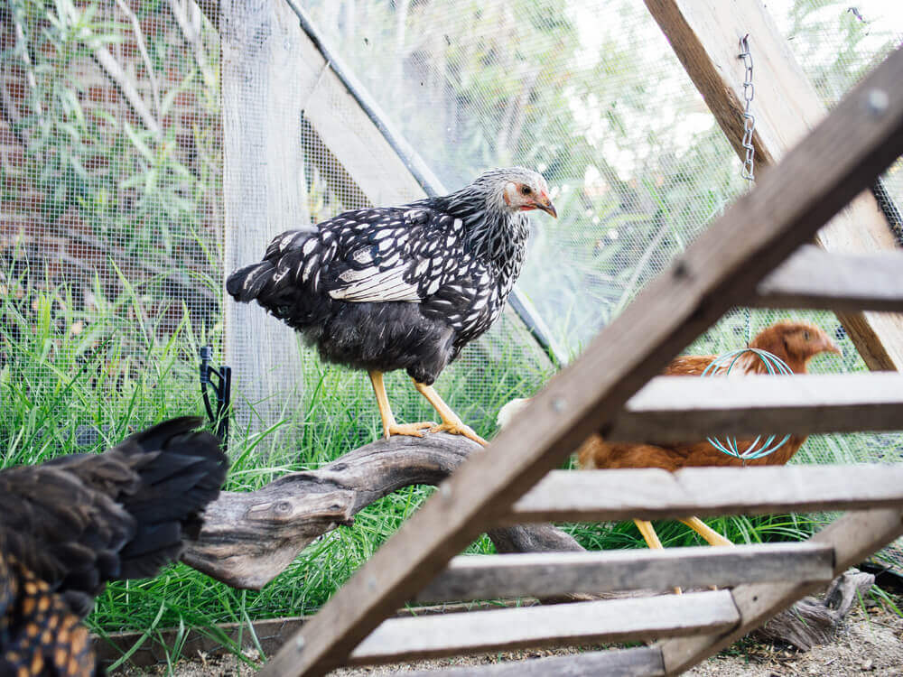 Silver Laced Wyandotte pullet