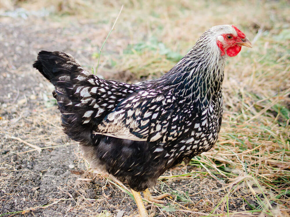 Silver Laced Wyandotte chicken