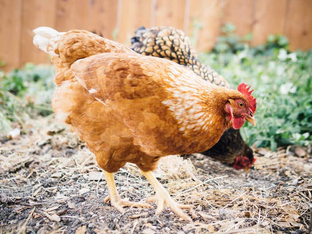 Golden Sex Link chicken