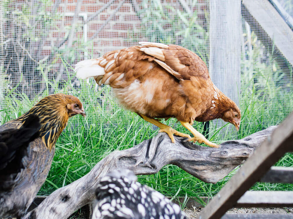 Golden Sex Link pullet