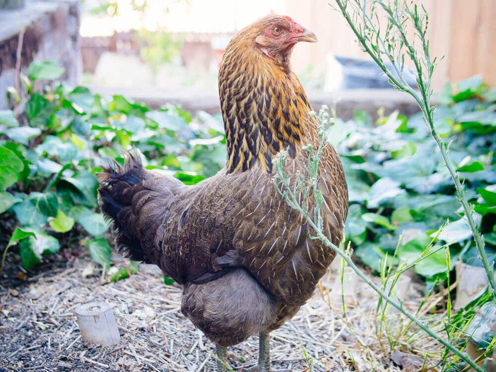 Meet Greta, our Easter Egger
