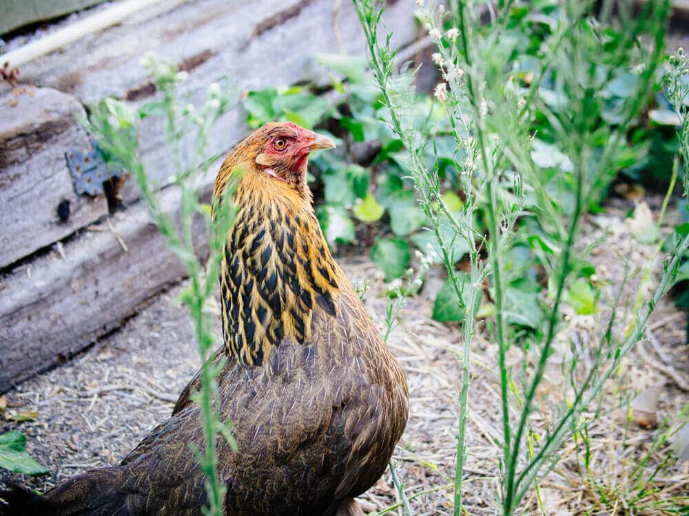 Easter Egger chicken