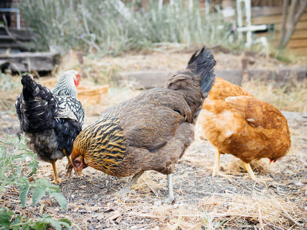 Easter Egger pullet