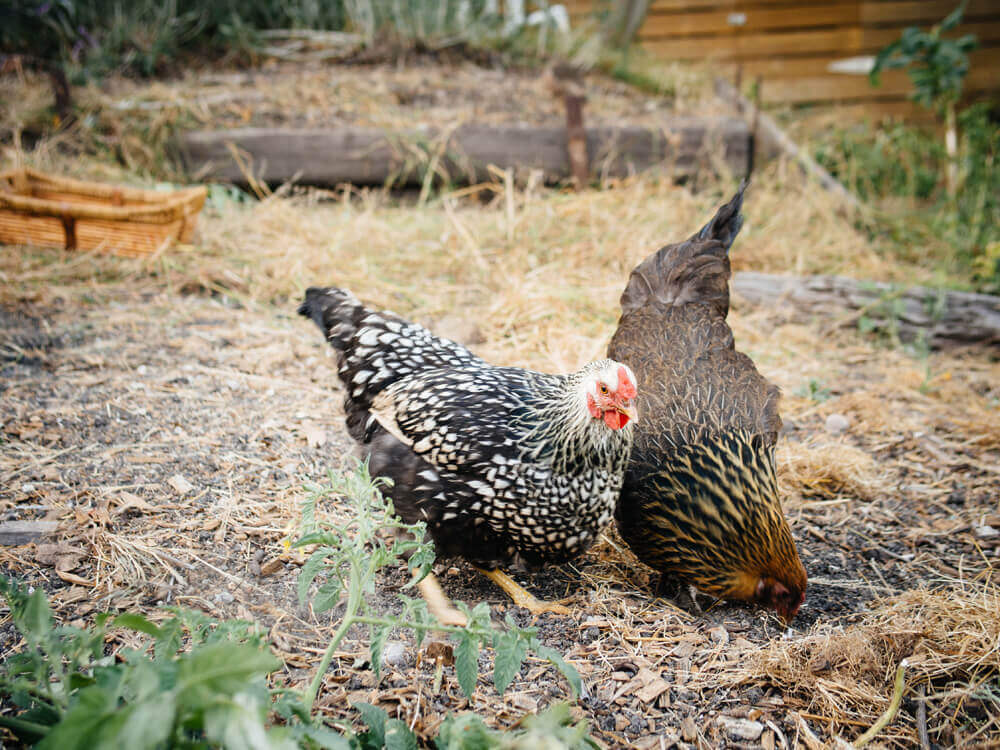 Harlow and Greta pecking and scratching for bugs