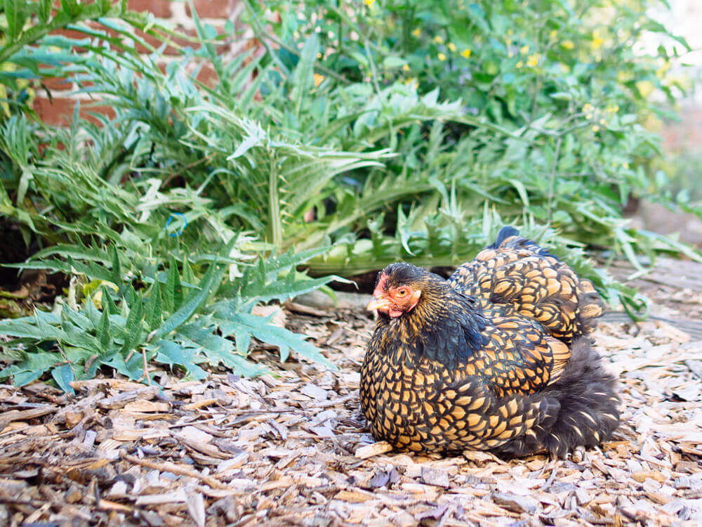 Iman, our Golden Laced Cochin