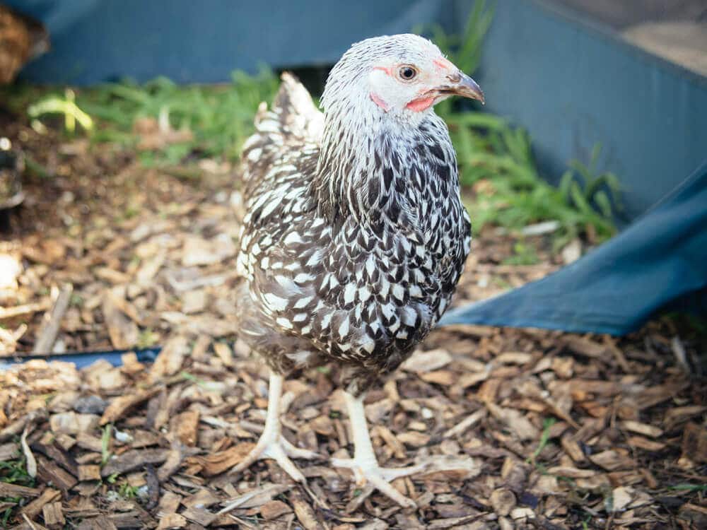 Silver Laced Wyandotte pullet