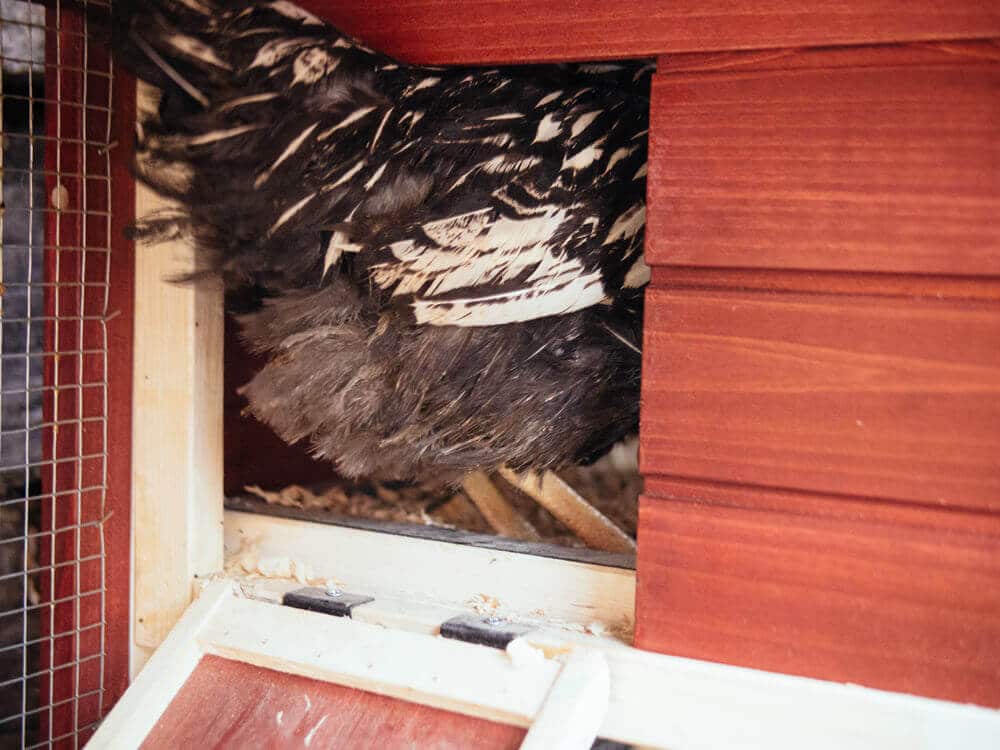 Pullet roosting in a chicken coop