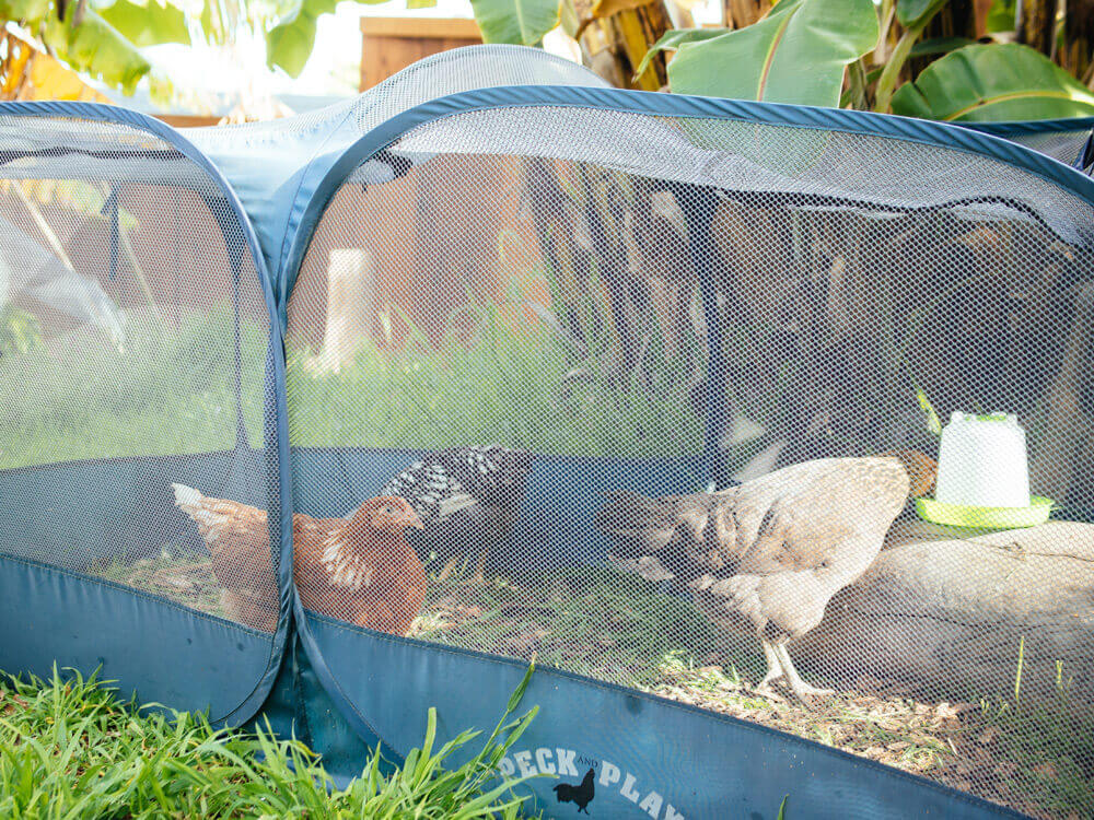 Quarantine new pullets at least 30 feet away from the existing flock