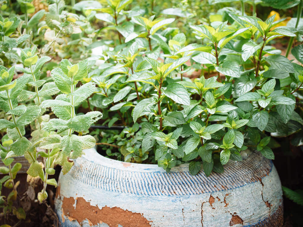 Mint is a potent antioxidant beneficial for all chickens