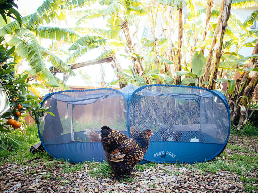 Our Cochin checking out the new chickens