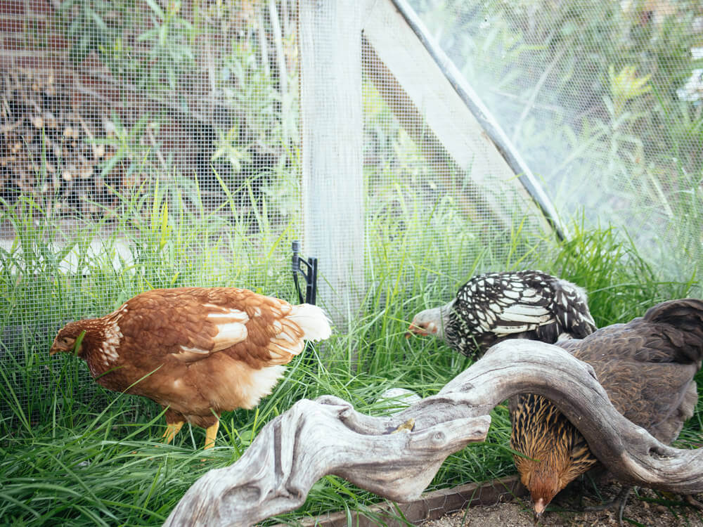 Rearrange an enclosed run to make it more of a neutral zone when integrating chickens