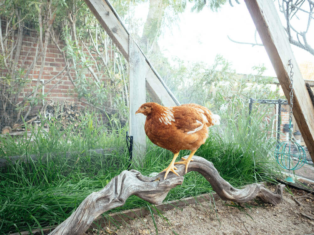 Large branches make good places to perch on or hide under