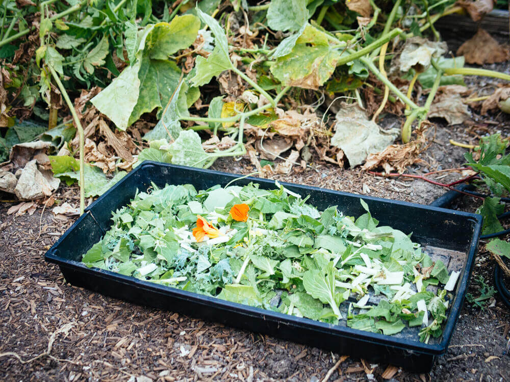 A pile of spent plants, weeds, and flowers offered as chicken treats